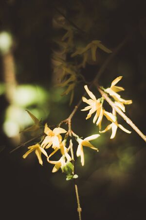 Dwarf Forsythia Mikador - Latin name - Forsythia x intermedia Mikador UKの写真素材