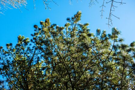 green leaves shining in the sun on blue sky background UKの写真素材