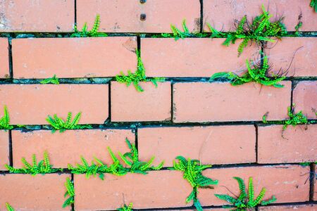 old red brick wall on a sunny spring dayの写真素材