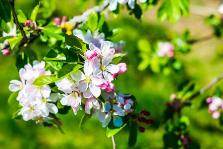 Flourish pink apple flowers on branch in park UKの写真素材