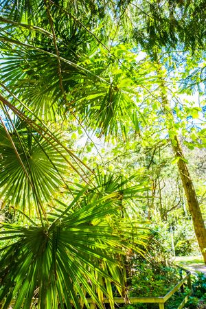 Closeup to the bright green leaves of a palm treeの写真素材