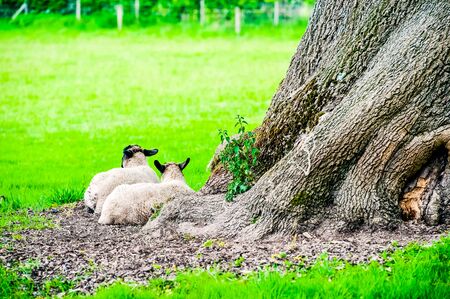 sheep and lambs in a field with trees in the summerの写真素材