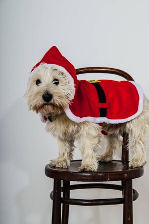 White terrier dog dressed wearing santa suit UKの写真素材