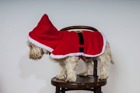 White terrier dog dressed wearing santa suit UKの写真素材