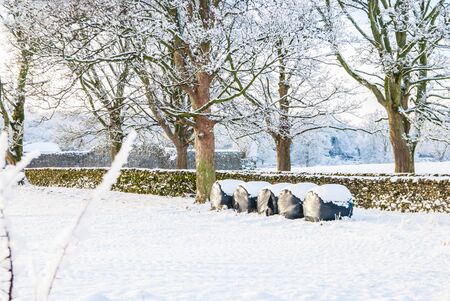 snow covered field in winter with four silage bales,trees and stone wall UKの写真素材