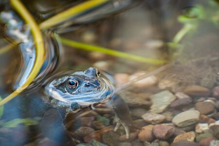 Beautiful frog in garden pond in the evening sun.の写真素材