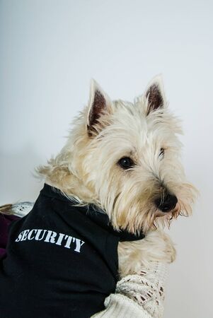 west highland white terrier dog wearing black security coat UKの写真素材