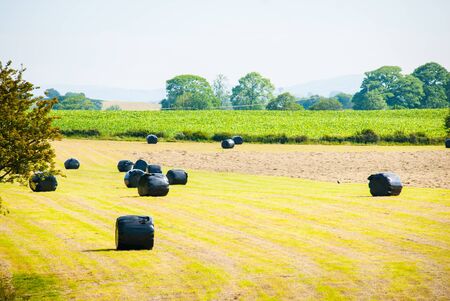 Bales of silage on a field in summertime just after grass cutting UKの写真素材