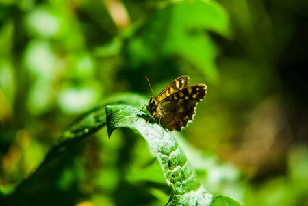 A Butterfly, Painted Lady, flower. Its wings are half open and it is looking away from the camera. UKの写真素材