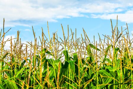 Corn farm against blue sky in Summertime UKの写真素材