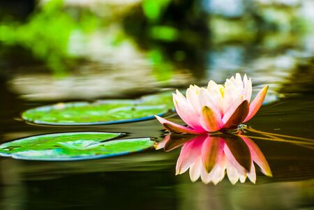 Peach coloured water lily in mirror pondの写真素材