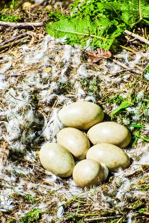 Ground Pheasant nest with six eggsの写真素材