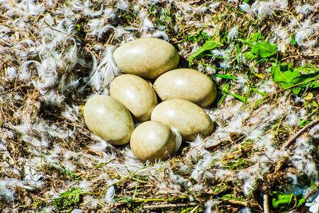 Ground Pheasant nest with six eggsの写真素材