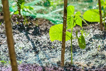 Sprouts of Runner Bean Plant in early spring in allotmentの写真素材