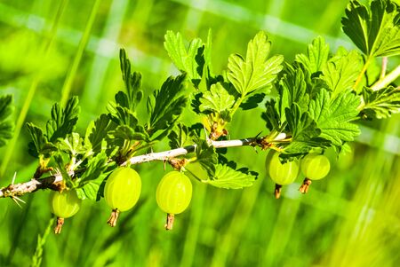 some ripening gooseberries on the branch UKの写真素材