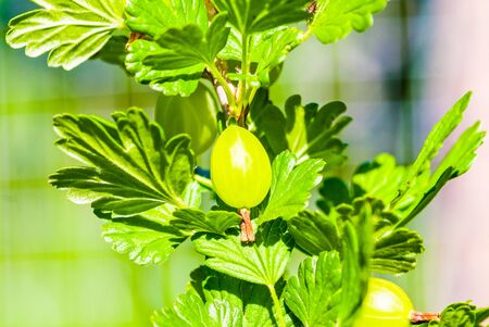 some ripening gooseberries on the branch UKの写真素材