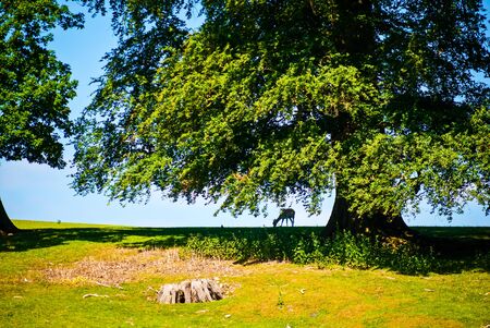 Old Oak tree in meadow with fallow deer UKの写真素材