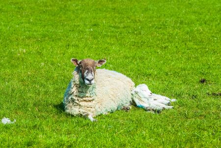 sheep and its lamb in a field in Springtimeの写真素材