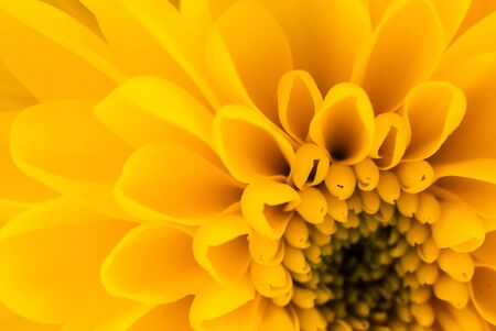 Close up from top of a yellow flower UKの写真素材