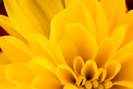 Close up from top of a yellow flower UKの写真素材