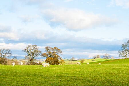 a big open bit of grassy countryside landscape with trees in the distance UKの写真素材