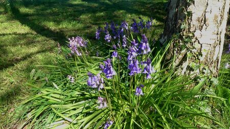Bluebells blowing in the wind in Sprintime UKの写真素材
