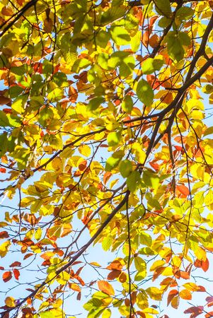 colorful leaves of beech trees in forest during early autumn UKの写真素材