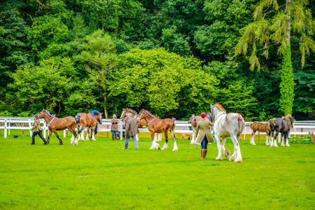 England Cartmel August 3rd 2016 shire horses showing in ring at Carmel Show