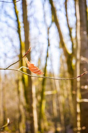 Close up of beech leaves in autumnの写真素材