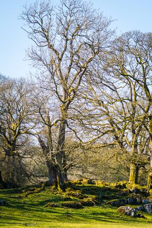 Bare tree in winter landscape Cumbria Englandの写真素材