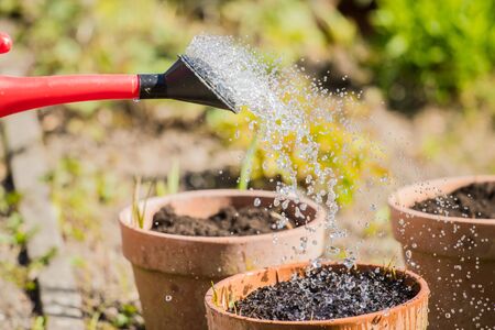watering can spray head watering seedsの写真素材