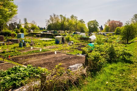 Allotments cultivated by the tenants for food production. Kendal UKの写真素材