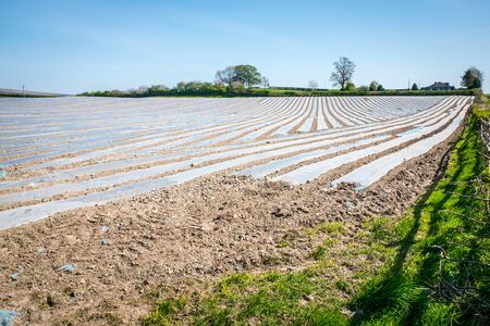 Bio Farming of Maize on farmland near Beetham UKの写真素材