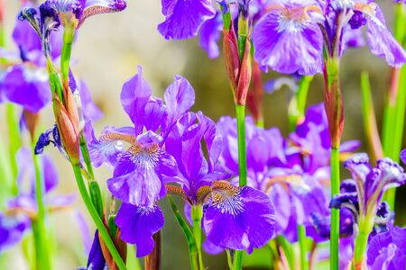 iris flower close up a of group of iris flowers in a gardenの写真素材