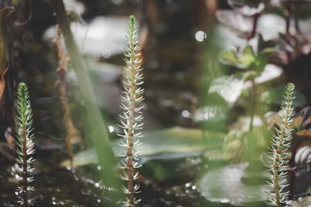 Close up Beautiful aquatic plants in garden pond on sunny day