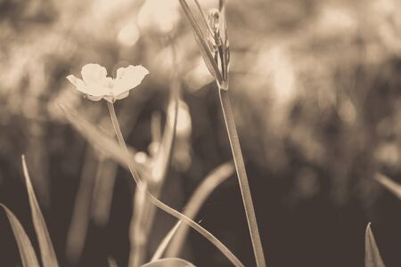 Close up of a Common Buttercup flower on a sunny dayの写真素材