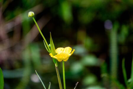 Close up of a Common Buttercup flower on a sunny dayの写真素材