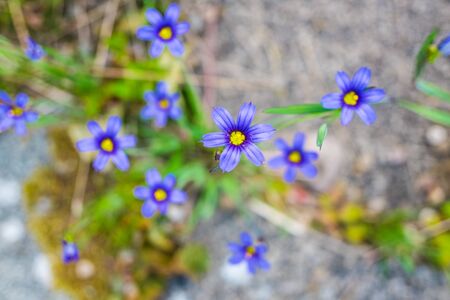 delicate blue and yellow of blue cap in sunshineの写真素材