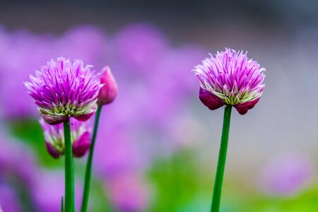 Close up of two beautiful purple Chives flowerの写真素材