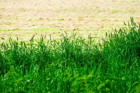 Feather grass at the edge of a field on a sunny dayの写真素材