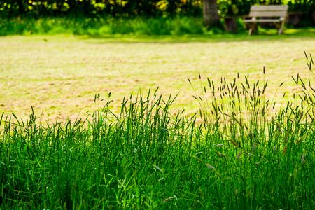 Feather grass at the edge of a field on a sunny dayの写真素材