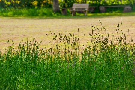 Feather grass at the edge of a field on a sunny dayの写真素材