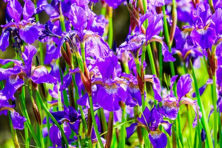 iris flower close upclose up a of group of iris flowers in a gardenの写真素材