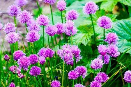 group of Chive Purple flowers in a garden on a sunny dayの写真素材