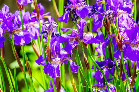 group of beautiful blue iris flowers in a garden on a sunny dayの写真素材