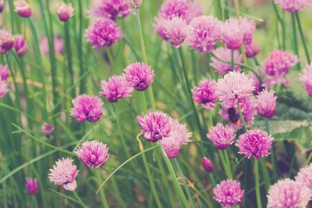 group of Chive Purple flowers in a garden on a sunny dayの写真素材