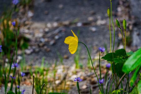 Close up of a Common Buttercup flower on a sunny dayの写真素材
