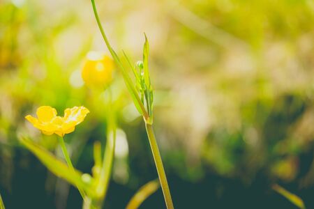 Close up of a Common Buttercup flower on a sunny dayの写真素材