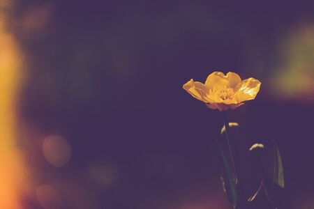 Close up of a Common Buttercup flower on a sunny dayの写真素材