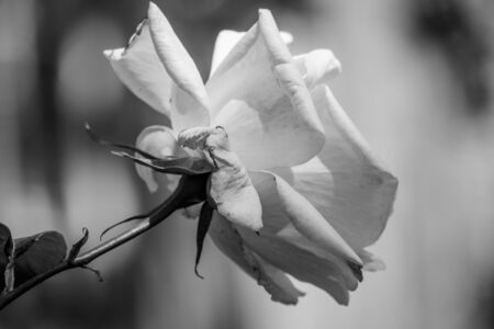 single black and white rose with blurred backgroundの写真素材